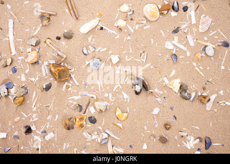 Gusci - comprese le cozze, cannolicchi, cardidi - sulla spiaggia sabbiosa a Titchwell in North Norfolk, Regno Unito Foto Stock