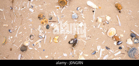 Gusci - comprese le cozze, cannolicchi, cardidi - sulla spiaggia sabbiosa a Titchwell in North Norfolk, Regno Unito Foto Stock