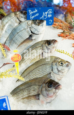 Materie Dorade Gris - Branzino o Orata - sul display per la vendita nel mercato alimentare a St Martin de Re, Ile de Re, Francia Foto Stock