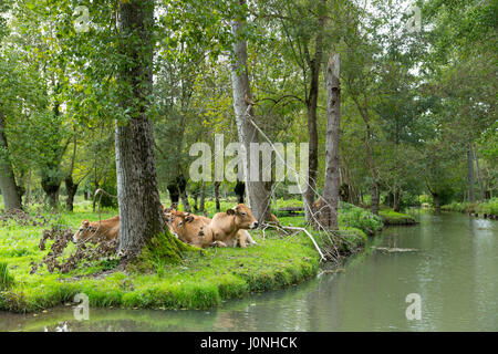 Allevamento di Bestiame Maraichine dal Marais Poitrevin canal e palude regione un Grand Site de Francia Foto Stock