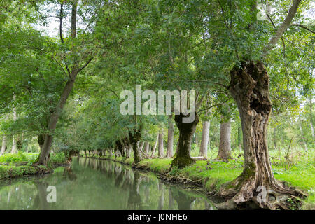 Il Marais Poitrevin canal e palude regione un Grand Site de Francia Foto Stock