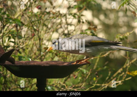 Noisey Miner alimentando ad un Bird Feeder Foto Stock