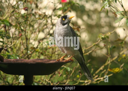 Noisey minatore a Bird Feeder Foto Stock