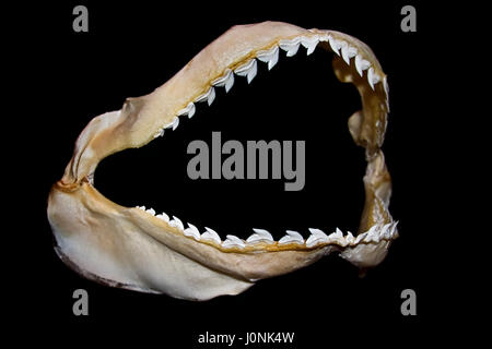 Tiger Shark ganascia, Galeocerdo cuvier, Hawaii, STATI UNITI D'AMERICA Foto Stock