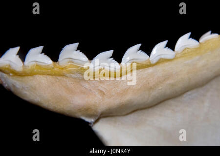 Tiger Shark ganascia, Galeocerdo cuvier, Hawaii, STATI UNITI D'AMERICA Foto Stock