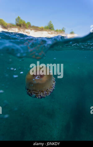 Gelatina mediterranea nel mare Adriatico vicino alla penisola di Kamenjak, Croazia Foto Stock