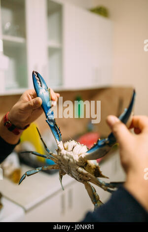 Il granchio blu pinze per le mani in cucina. Foto Stock