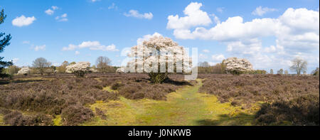 Panorama della brughiera con fiore bianco di fioritura Amelanchier lamarkii alberi in primavera, Gooi, Paesi Bassi Foto Stock