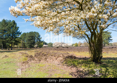 Blooming Amelanchier lamarkii alberi con fiori bianchi in primavera, brughiera vicino a Hilversum, Paesi Bassi Foto Stock