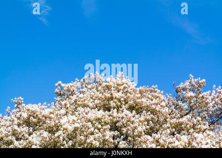 In alto di fioritura o serviceberry Amelanchier lamarkii albero con fiori di colore bianco e azzurro del cielo in primavera, Paesi Bassi Foto Stock