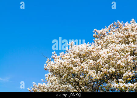 In alto di fioritura o serviceberry Amelanchier lamarkii albero con fiori di colore bianco e azzurro del cielo in primavera, Paesi Bassi Foto Stock