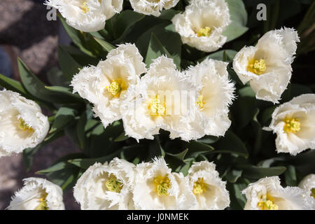 Vista superiore del tulipano bianco fiori. Foto Stock