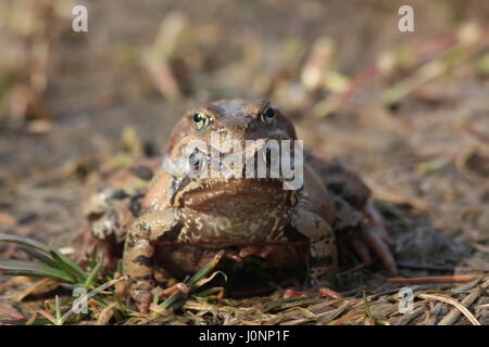 Rane in Amplexus. La rana comune (Rana temporaria), noto anche come la politica europea comune di rana, comune europeo rana marrone, o Europeo rana di erba Foto Stock