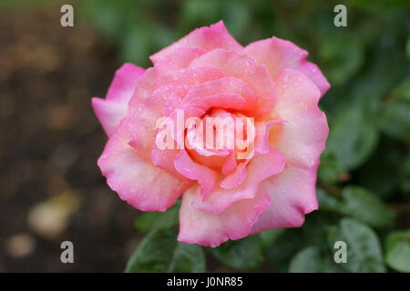 Rosa 'Chicago pace' Foto Stock