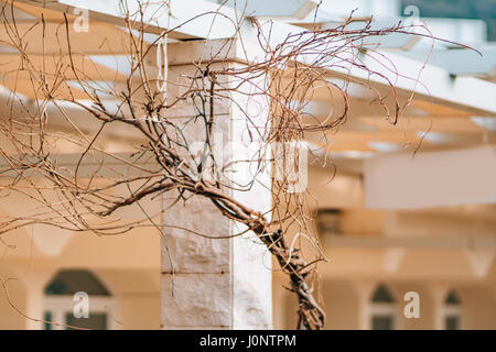 Un ramo secco albero di glicine contro una pietra bianca colonna. Foto Stock