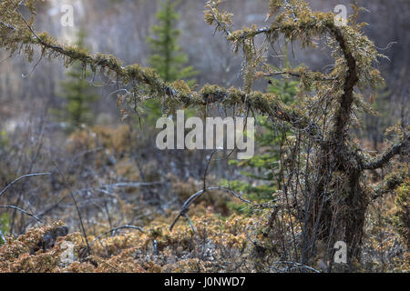 A piedi il suolo della foresta nelle Montagne Rocciose Foto Stock