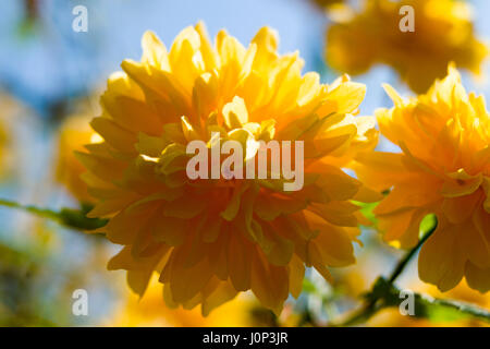 Kerria japonica primavera tempo macro close-up Foto Stock