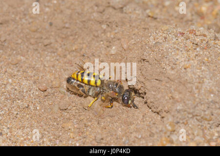 Beewolf (Philanthus triangulum) Portante paralizzato il miele delle api Foto Stock