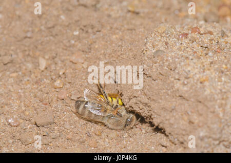 : Beewolf (Philanthus triangulum) trascinando paralizzato il miele delle api nel nido Foto Stock