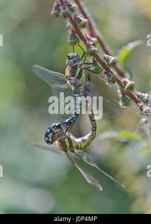 Accoppiamento libellule Peloso (Brachytron pratense) Foto Stock