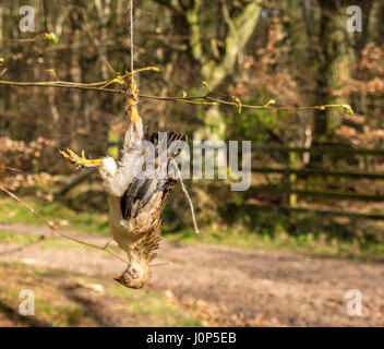 Pollo morto appeso a testa in giù sul percorso del paese come avvertimento per i proprietari di cani di tenere i cani al guinzaglio, East Lothian, Scozia , REGNO UNITO Foto Stock