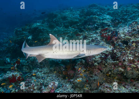 Whitetip reef shark (Triaenodon obesus) nuotare sulla barriera corallina nell'acqua blu, Oceano Indiano, Maldive Foto Stock