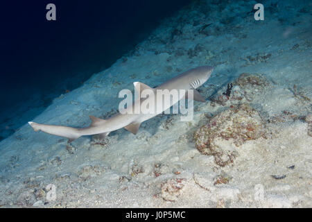 Whitetip reef shark (Triaenodon obesus) nuotare sulla barriera corallina nell'acqua blu, Oceano Indiano, Maldive Foto Stock