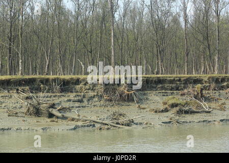 L'erosione del fiume sta minacciando il verde a Nijhum Dwip parco nazionale in Hatia. Noakhali, Bangladesh Foto Stock