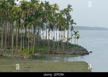 Dado di betel orchard sulla banca del fiume Meghna, Bhola, Bangladesh Foto Stock