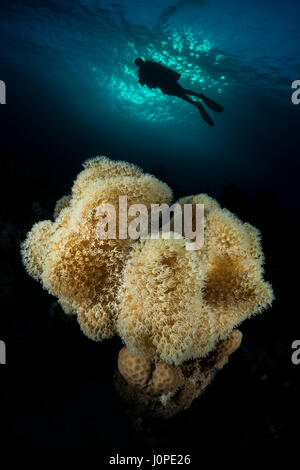 Subacqueo e fungo Corallo pelle, Sarcophyton sp., Mar Rosso, Egitto Foto Stock