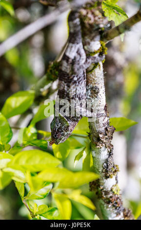 Gray Chameleon nascondere le teste in giù su un ramo di grigio Foto Stock