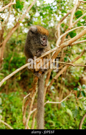 La minore orientale bamboo lemur (Hapalemur griseus), Aka il grigio lemure di bambù e il grigio lemure dolce. Foto Stock