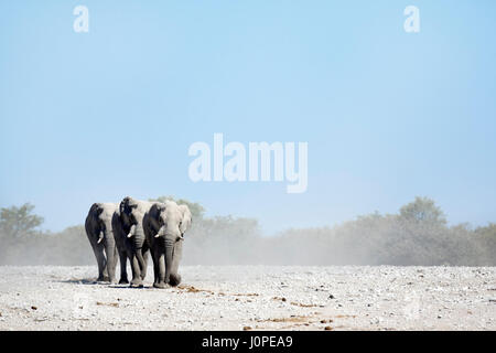 Gli elefanti nel Parco Nazionale Etosha, Namibia Foto Stock