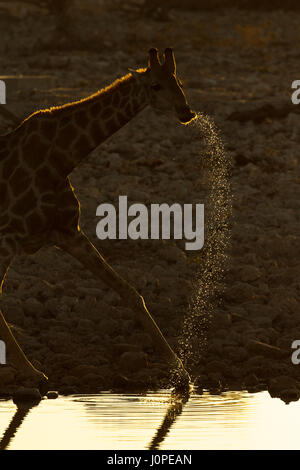 Giraffe bere a waterhole Foto Stock