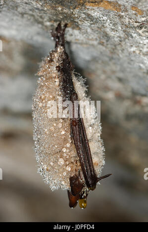 Geoffroy bat in ibernazione con gocce d'acqua in una grotta Foto Stock