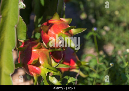 Dragon frutta o Pitaya Pitahaya piantagione in Thailandia Hylocercus undatus Foto Stock