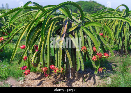 Dragon frutta o Pitaya Pitahaya piantagione in Thailandia Hylocercus undatus Foto Stock