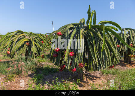 Dragon frutta o Pitaya (Pitahaya) piantagione in Thailandia Hylocercus undatus Foto Stock