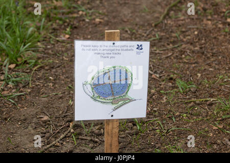 Bluebell Wood Mappa, Wiltshire Foto Stock