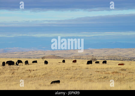 Il bestiame pascola nelle praterie a nord di Sonoita, Arizona, Stati Uniti. Foto Stock