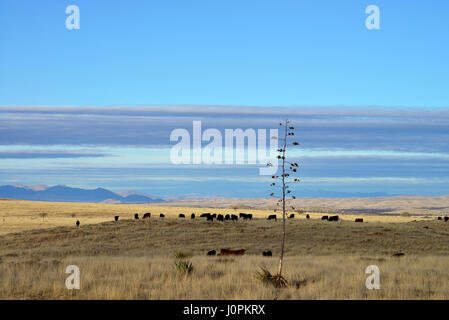 Il bestiame pascola nelle praterie a nord di Sonoita, Arizona, Stati Uniti. Foto Stock