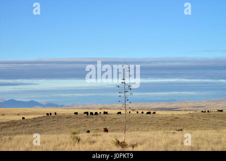 Il bestiame pascola nelle praterie a nord di Sonoita, Arizona, Stati Uniti. Foto Stock