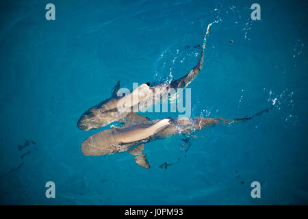 2 baby Blacktip squali giocano in acqua incontaminata off Green Island Resort, Queensland, Australia Foto Stock