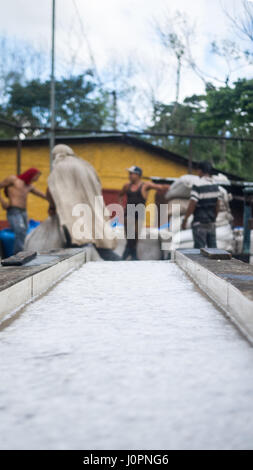 Bacche di caffè dopo il fermento e il metodo di lavaggio di lavorazione ad umido transportaded con acqua e pranzo dei lavoratori di Jinotega Nicaragua Foto Stock