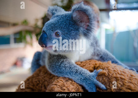 Un baby orso koala che ha perso i suoi genitori vivono in un santuario vivere la sua vita in cattività. Queensland, Australia. Foto Stock