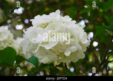 Snowball Bush in fiore Foto Stock