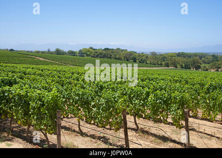 Vigneto Groot Constantia cantina Constantia Città del Capo Sud Africa Foto Stock