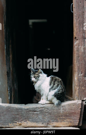 Triste in bianco e nero gatto in piedi di fronte a cinese porta con stile Foto Stock