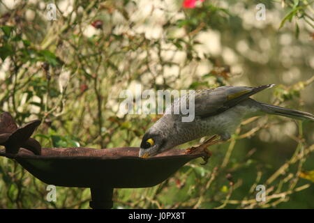 Noisey Miner alimentando ad un Bird Feeder Foto Stock