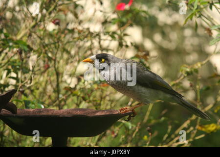 Noisey minatore a Bird Feeder Foto Stock